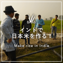 インドで日本米を作る！